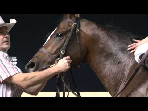 $50K OK Stallion Stakes (Males) - 2012