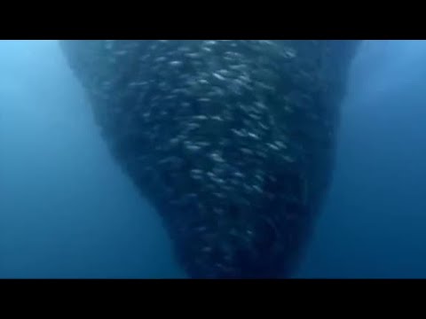 Fish Bait Ball in Open Water | Blue Planet | BBC Earth