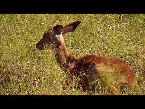 Djuma: Impala lamb with injuries on neck-Pt:2 - 14:52 - 03/07/20