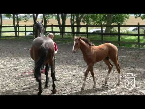 HEI024 Hengstfohlen von Cascadello I - Landgraf I - Calypso I