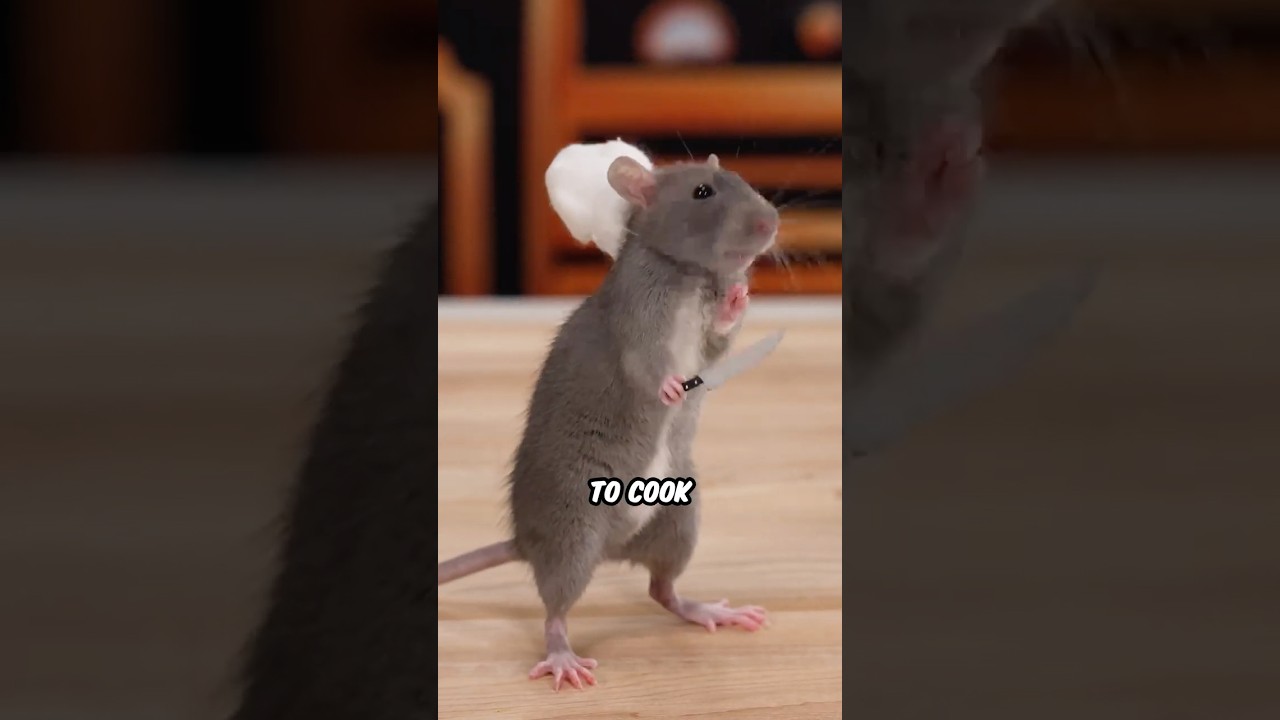 Ratatouille IRL