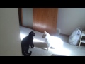Cat Fight White Cat Vs Black Cat