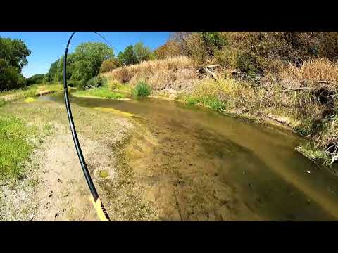 Almost sight casted a snapping turtle while Tenkara carp fishing