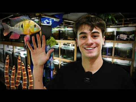 5 Best Bottom Dwelling Fish for your Aquarium!