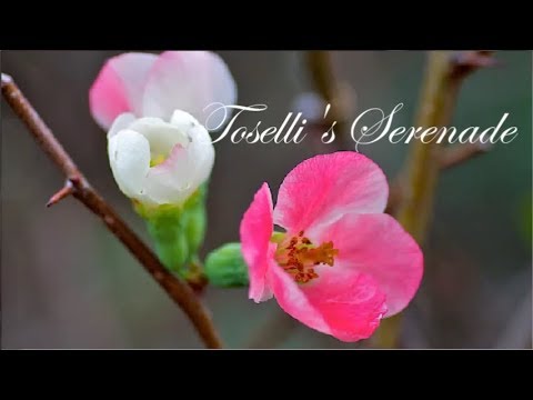 Toselli's Serenade ~ 토셀리의 세레나데 ~ Andre Rieu  ♪♫•*¨*•.¸¸❤