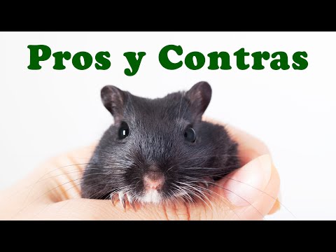 GERBILS: Pros and cons of owning a gerbil