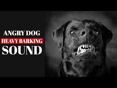 ANGRY DOG BARKING LOUDLY