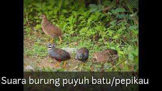 Download lagu Puyuh batu, pepikau/pipikau suara jernih mp3