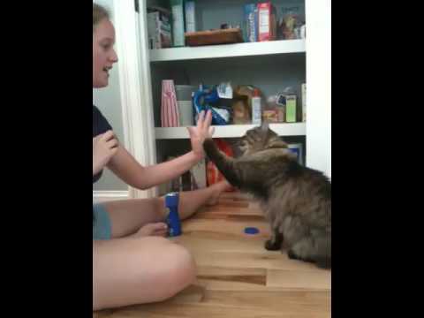 The kitty who gives high fives!