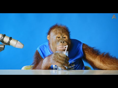Animalia's Orangutan Freddie tries a few snacks ASMR