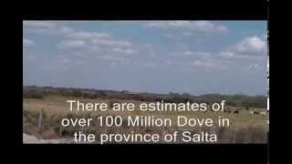 Salta Dove Storm