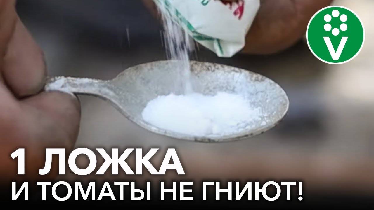 ПОСЛЕ ЭТОГО ВЕРШИННОЙ ГНИЛИ НА ТОМАТАХ НЕ БУДЕТ! Чем подкормить томаты, чтобы они не гнили