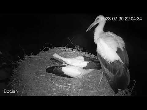 Nocowanie 🌛 z agresywnym intruzem ❗ Bociany Zambrów -  31 07 2023