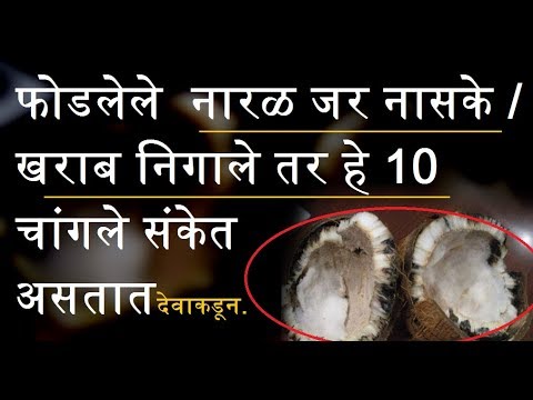 फोडलेले  नारळ जर नासके / खराब निगाले तर हे 10 चांगले संकेत असतात देवाकडून - Real Info