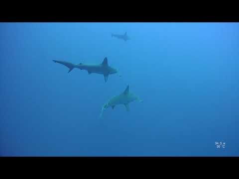 Red Sea sharks - Close encounter with school of hammerhead sharks at Daedalus reef