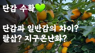 단감 수확 