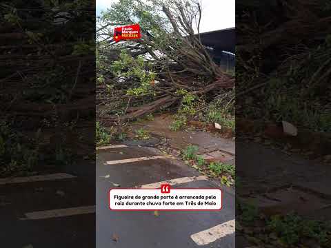 Figueira de grande porte é arrancada pela raiz durante chuva forte em Três de Maio