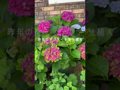  11月にアジサイを植えることはできますか？低木は寒さを恐れますか？  庭園