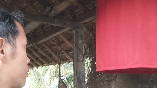 Download lagu 1 Week of Mandatory Gacor Settings!! Young Forest Murai Batu Material mp3