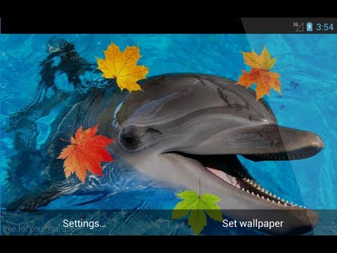 Dolphin 3D Live Wallpaper Video