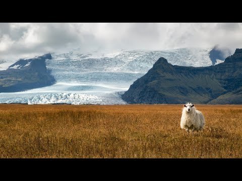 Amazing Scene of Wild Animals In 4K- Scenic Relaxation Film