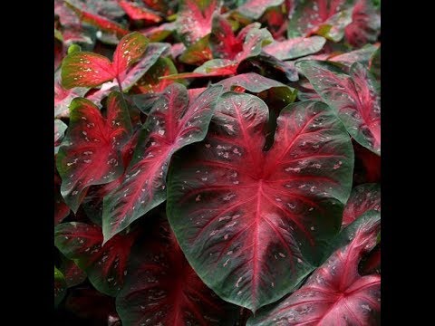download lagu mp3 mp4 Caladiums For Sale In Florida, download lagu Caladiums For Sale In Florida gratis, unduh video klip Caladiums For Sale In Florida