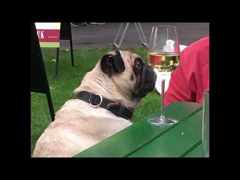 Collage und Lesung von Mercedes Spannagel zu ihrem Roman „Das Palais muss brennen“