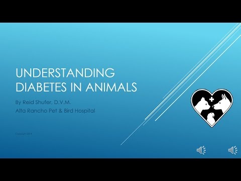 Understanding Diabetes in Dogs and Cats