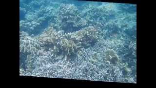 preview picture of video 'Underwater Pulau Pahawang dan kelagian lampung Nikon AW 120'