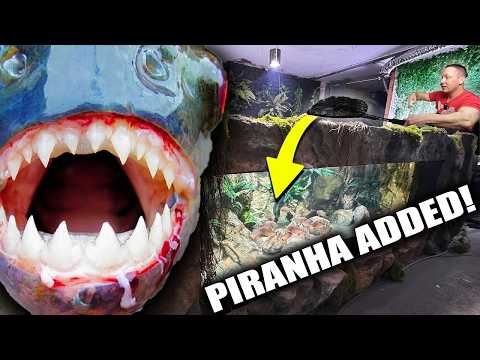 PIRANHA ADDED TO 2000G AQUARIUM!!
