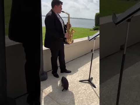 Promotional video thumbnail 1 for Sam 🎷