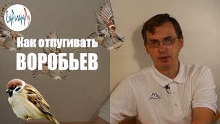 Что делать если воробьи клюют виноград