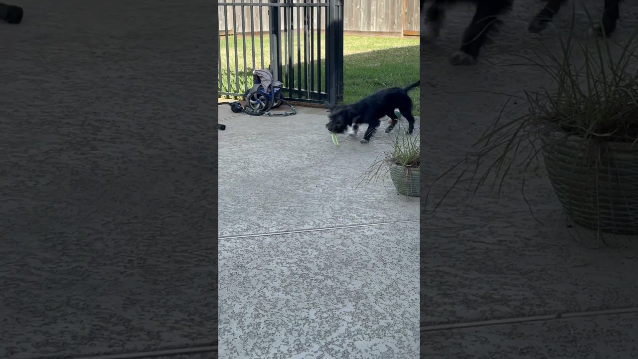 Bubbles, a ADOPTABLE mixed breed in Humble, TX video 5/6