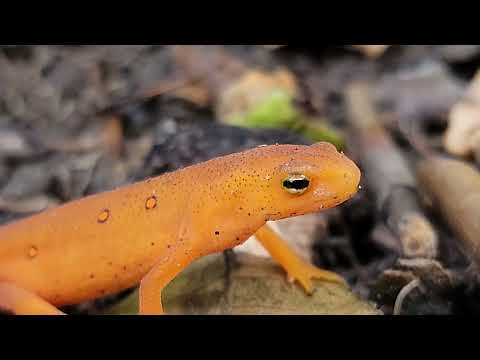 How to Care for Newts and Salamanders:  A General Care Guide [Part 1]