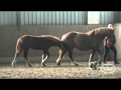 Fohlenbrennen des Pferdestammbuches SH/HH 2015 - Schrittring der Schleswiger Kaltblüter