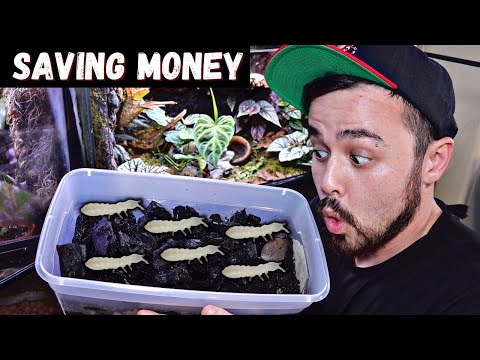 How To Make A Springtail Culture Made Simple