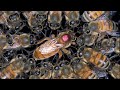 All about Queen bees