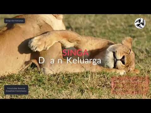 mengh a Rukan , keluarga sings dan a naknya young masih kecil small lions