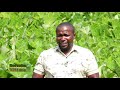 Kilimo cha nduma (Arrowroots Farming) katika kaunti ya embu Part 1