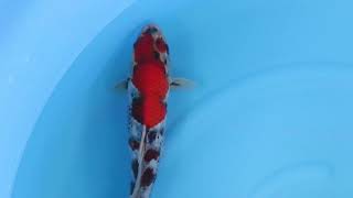 video van Showa 2404103