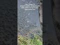 Fishing Early Morning Rainbow Trout Catch Lake Fulmor, CA