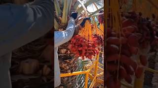 Download lagu Beautiful Dates Palm Harvesting @HappyFarm85 #satisfying #shorts mp3