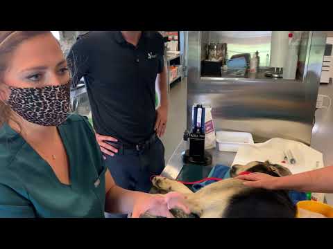 Parker's Paws Stifle Injection Demo