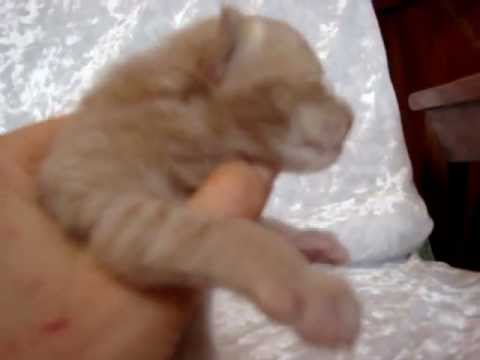 maine coon Fat Cat MON AMOUR COON*UA