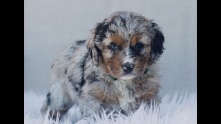 Video preview image #1 Bernedoodle (Miniature) Puppy For Sale in GAP, PA, USA