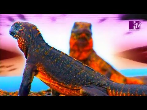 Video thumbnail for Szklane domy / Papaua