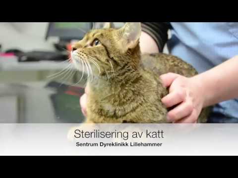 Sterilisering av hunnkatt - Sentrum Dyreklinikk Lillehammer