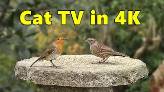 Cat TV in 4K ~ Birds for Cats to Watch Paradise ⭐ 8 HOURS ⭐