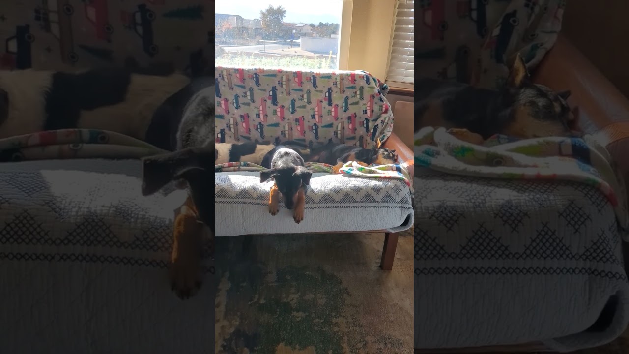 Enlarge Holly, a ADOPTABLE Miniature Pinscher in Carlsbad, CA video 6/6