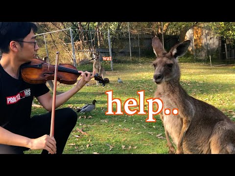 カンガルーのためのバイオリン演奏 (Playing Violin for Kangaroos)